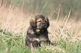 DOGUE DU TIBET 330